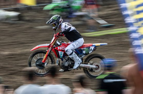herlings