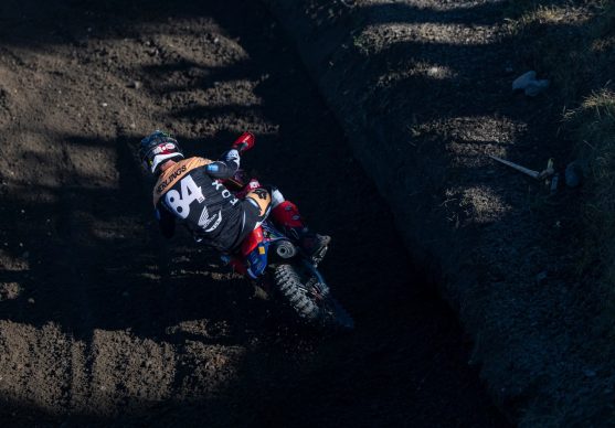 herlings
